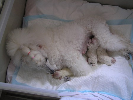 ...a pak byli přerovnáni i s maminou do připravené bedny.